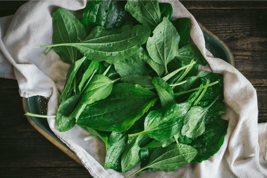 Wegerichblätter für Männergesundheit